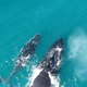 A mother-calf pair in Exmouth Gulf. Credit: Fredrik Christiansen